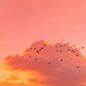 国产高清免费不卡观看
